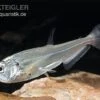 Payara, Hundezahnsalmler, Hydrolycus Scomberoides -EHEIM || JBL || sera Verkaufsgeschäft Hydrolycus scomberoides Hundezahnsalmler Payara