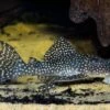 Wels L136a Demini-Engelsharnischwels, Hypancistrus Sp. KLEINE PUNKTE