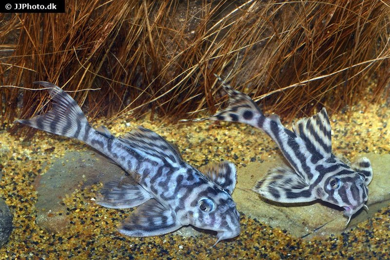 Zebra-Harnischwels, Hypancistrus Spec. L173, 4-5 Cm 4 Zebra-Harnischwels, Hypancistrus Spec. L173, 4-5 Cm – Bild 2