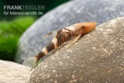 Orange-Otocinclus, Nannoptoma Spec. Orange -EHEIM || JBL || sera Verkaufsgeschäft Hypoptopoma sp Peru Orange 11