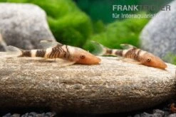 Orange-Otocinclus, Nannoptoma Spec. Orange -EHEIM || JBL || sera Verkaufsgeschäft Hypoptopoma sp Peru Orange 8