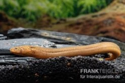 Indonesischer Kurzflossen-Aal, Anguilla Bicolor