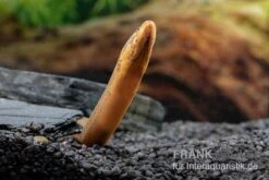 Indonesischer Kurzflossen-Aal, Anguilla Bicolor -EHEIM || JBL || sera Verkaufsgeschäft Indonesischer Kurzflossen Aal Anguilla bicolor neu 3