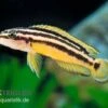 Streifen-Schlankcichlide, Julidochromis Ornatus YELLOW, DNZ -EHEIM || JBL || sera Verkaufsgeschäft Julidochromis ornatus YELLOW Schlankcichlide