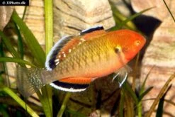 Kaisergrundel, Hypseleotris Compressa, 4-5 Cm -EHEIM || JBL || sera Verkaufsgeschäft Kaisergrundel Hypseleotris compressa 2