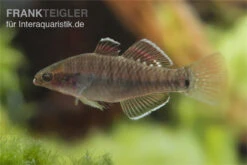 Kaisergrundel, Hypseleotris Compressa, 4-5 Cm -EHEIM || JBL || sera Verkaufsgeschäft Kaisergrundel Hypseleotris compressa