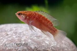 Kajal-Zwergblaubarsch, Dario Kajal (paarweise) -EHEIM || JBL || sera Verkaufsgeschäft Kajal Zwergblaubarsch Dario kajal 3