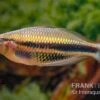 Kaladiri-Regenbogenfisch, Melanotaenia Sp. Kaladiri, 5 Tiere -EHEIM || JBL || sera Verkaufsgeschäft Kaladiri Regenbogenfisch Melanotaenia sp Kaladiri 1