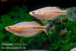 Kiura-Regenbogenfisch, Melanotaenia Cf. Goldiei "Kiura", 5 Tiere -EHEIM || JBL || sera Verkaufsgeschäft Kiura Regenbogenfisch Melanotaenia cf goldiei Kiura 2 Paare 1