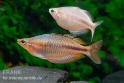 Kiura-Regenbogenfisch, Melanotaenia Cf. Goldiei "Kiura", 5 Tiere -EHEIM || JBL || sera Verkaufsgeschäft Kiura Regenbogenfisch Melanotaenia cf goldiei Kiura 2 Paare 2