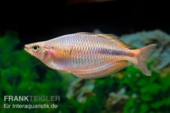 Kiura-Regenbogenfisch, Melanotaenia Cf. Goldiei "Kiura", 5 Tiere -EHEIM || JBL || sera Verkaufsgeschäft Kiura Regenbogenfisch Melanotaenia cf goldiei Kiura 2 Paare 3