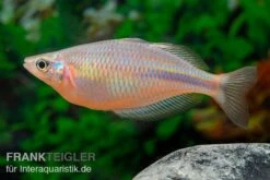 Kiura-Regenbogenfisch, Melanotaenia Cf. Goldiei "Kiura", 5 Tiere -EHEIM || JBL || sera Verkaufsgeschäft Kiura Regenbogenfisch Melanotaenia cf goldiei Kiura 2 Paare 5