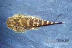 Kleiner Borneo Flossensauger, Pseudogastromyzon Ctenocephalus, 3er Gruppe -EHEIM || JBL || sera Verkaufsgeschäft Kleiner Borneo Flossensauger Pseudogastromyzon ctenocephalus 3 Stueck