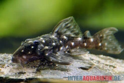 Kleiner Orinoco-Saugwels, L 280, Micracanthicus Vandragti