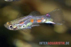 Kongo-Wildguppy, Poecilia Sp. Congo Guppy, 10 Paare (20 Fische) -EHEIM || JBL || sera Verkaufsgeschäft Kongo Wildguppy Poecilia sp Congo Guppy 1