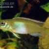 Kongocichlide, Nannochromis Nudiceps -EHEIM || JBL || sera Verkaufsgeschäft Kongocichlide Nannochromis nudiceps 1
