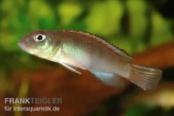 Kongocichlide, Nannochromis Nudiceps -EHEIM || JBL || sera Verkaufsgeschäft Kongocichlide Nannochromis nudiceps 2