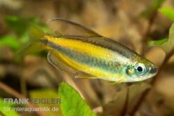 Goldener Kongosalmler, Phenacogrammus Aurantiacus -EHEIM || JBL || sera Verkaufsgeschäft Kongosalmler Phenacogrammus aurantiacus 3