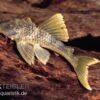 Wels L 141 / L 215 Ancistomus Snethlageae -EHEIM || JBL || sera Verkaufsgeschäft L 141 Ancistrinae sp
