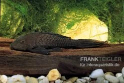 Wels L152 Orinoko-Tannenzapfenwels, Pseudorinelepis Genibarbis -EHEIM || JBL || sera Verkaufsgeschäft L 152 Pseudorinelepis sp 2