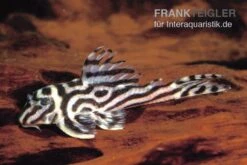 Zebra-Harnischwels, Hypancistrus Spec. L173b "NEW ZEBRA", 4-5 Cm -EHEIM || JBL || sera Verkaufsgeschäft L 173 Hypancistrus sp NEW ZEBRA