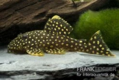 Wels L177 Gelbsaumwels, Baryancistrus Xanthellus