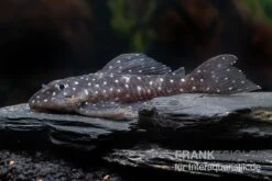 Orinoco-Engelsharnischwels, L201, Hypancistrus Sp. -EHEIM || JBL || sera Verkaufsgeschäft L 201 Hypancistrus spec 2