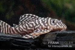 Königstiger-Harnischwels, Hypancistrus Spec. L333 Belo Monte