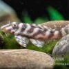 Harnischwels L 450, Hypancistrus Sp. "Santarem" 1 Harnischwels L 450, Hypancistrus Sp. "Santarem" -EHEIM || JBL || sera Verkaufsgeschäft L 450 Hypancistrus spec Santarem 3