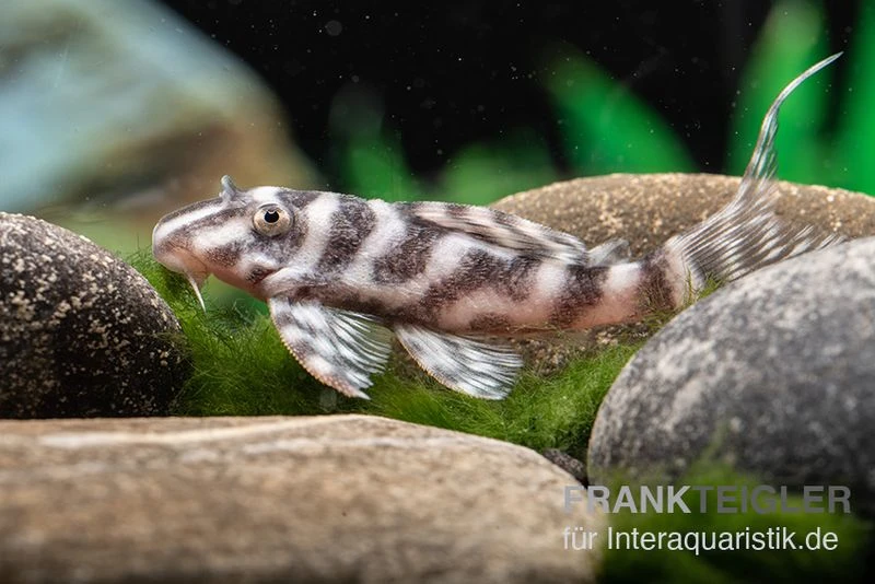 Harnischwels L 450, Hypancistrus Sp. "Santarem" 3 Harnischwels L 450, Hypancistrus Sp. "Santarem"