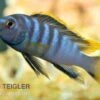 Labidochromis Spec. MBAMBA BAY, DNZ -EHEIM || JBL || sera Verkaufsgeschäft Labidochromis spec Mbamba Bay