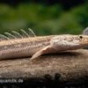 Lapradei-Flösselhecht, Polypterus Lapradei, 20-30 Cm -EHEIM || JBL || sera Verkaufsgeschäft Lapradei Floesselhecht Polypterus lapradei 1