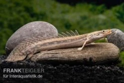 Lapradei-Flösselhecht, Polypterus Lapradei, 20-30 Cm -EHEIM || JBL || sera Verkaufsgeschäft Lapradei Floesselhecht Polypterus lapradei 3