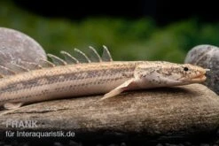 Lapradei-Flösselhecht, Polypterus Lapradei, 20-30 Cm -EHEIM || JBL || sera Verkaufsgeschäft Lapradei Floesselhecht Polypterus lapradei 4