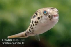 Leopardkugelfisch, Tetraodon Schoutedeni -EHEIM || JBL || sera Verkaufsgeschäft Leopardkugelfisch Tetraodon schoutedeni 1