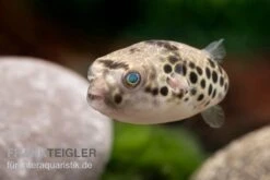 Leopardkugelfisch, Tetraodon Schoutedeni -EHEIM || JBL || sera Verkaufsgeschäft Leopardkugelfisch Tetraodon schoutedeni 2