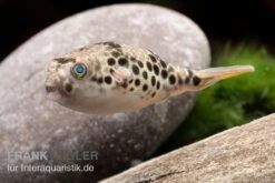 Leopardkugelfisch, Tetraodon Schoutedeni -EHEIM || JBL || sera Verkaufsgeschäft Leopardkugelfisch Tetraodon schoutedeni 3