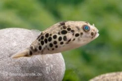 Leopardkugelfisch, Tetraodon Schoutedeni -EHEIM || JBL || sera Verkaufsgeschäft Leopardkugelfisch Tetraodon schoutedeni 4