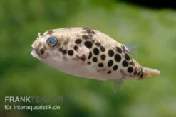 Leopardkugelfisch, Tetraodon Schoutedeni -EHEIM || JBL || sera Verkaufsgeschäft Leopardkugelfisch Tetraodon schoutedeni 6
