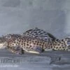 Leopard-Rüsselzahnwelse, Leporacanthicus Heterodon, L172B -EHEIM || JBL || sera Verkaufsgeschäft Leporacanthicus heterodon