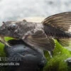 Maulbrütender Harnischwels, Loricaria Simillima -EHEIM || JBL || sera Verkaufsgeschäft Loricaria simillima Maulbruetender Harnischwels 1