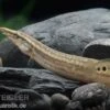 Pfauen-Stachelaal, Macrognathus Siamensis -EHEIM || JBL || sera Verkaufsgeschäft Macrognathus siamensis 9