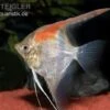 Manacapuru Rotrücken Skalar, Pterophyllum Cf. Scalare "Lago Manacapuru" -EHEIM || JBL || sera Verkaufsgeschäft Manacapuru Rotruecken Skalar Pterophyllum scalare L