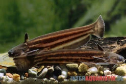 Mandube-Wels, Trachelyopterichthys Taeniatus -EHEIM || JBL || sera Verkaufsgeschäft Mandube Wels Trachelyopterichthys taeniatus 1