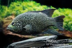 Marakeli-Buntbarsch, Paratilapia Polleni "Big Spotted" -EHEIM || JBL || sera Verkaufsgeschäft Marakeli Buntbarsch Paratilapia polleni Big spotted neu 3