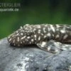 Marmor-Ancistrus, Ancistrus Claro, LDA 8, DNZ -EHEIM || JBL || sera Verkaufsgeschäft Marmor Ancistrus LDA 08 Ancistrus claro 1