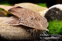Marmor-Flunderharnischwels, Pseudohemiodon Apithanos Sp. Colombia -EHEIM || JBL || sera Verkaufsgeschäft Marmor Flunderharnischwels Pseudohemiodon apithanos sp Colombia 2