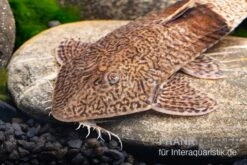 Marmor-Flunderharnischwels, Pseudohemiodon Apithanos Sp. Colombia -EHEIM || JBL || sera Verkaufsgeschäft Marmor Flunderharnischwels Pseudohemiodon apithanos sp Colombia 3