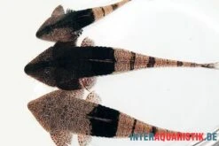 Marmor-Flunderharnischwels, Pseudohemiodon Apithanos Sp. Colombia -EHEIM || JBL || sera Verkaufsgeschäft Marmor Flunderharnischwels Pseudohemiodon apithanos sp Colombia neu 2