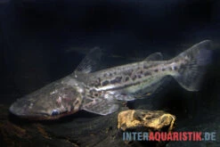 Marmorierter Delfinwels, Ageneiosus Marmoratus -EHEIM || JBL || sera Verkaufsgeschäft Marmorierter Delfinwels Ageneiosus marmoratus 2